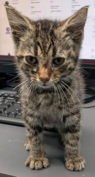 Bubba -  Domestic Short Hair Cat for Adoption in Evansville, Indiana - Bubba | PetCurious