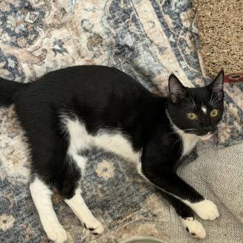 Bubbles -  Domestic Short Hair Cat for Adoption in Jacksonville, Florida - Bubbles | PetCurious