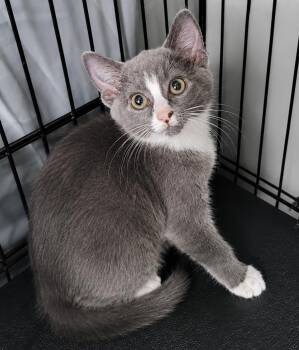 Kitten Glue Stick -  Domestic Short Hair Cat for Adoption in Cuyahoga Falls, Ohio - Kitten Glue Stick | PetCurious