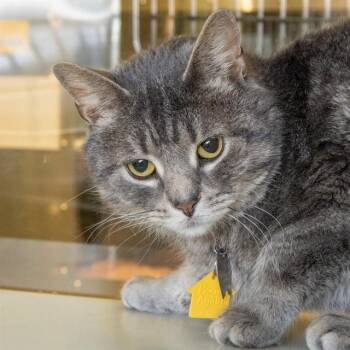 Domestic Short Hair Cats Available for Adoption - MILLIE | PetCurious