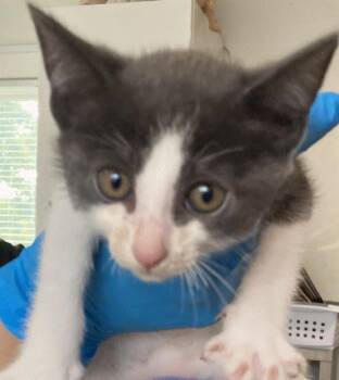Domestic Short Hair Cats Available for Adoption in Long Beach, California - CORMAC | PetCurious