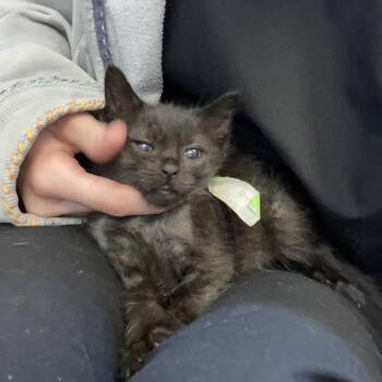 Kuro -  Domestic Short Hair Cat for Adoption in Bristol, Indiana - Kuro | PetCurious