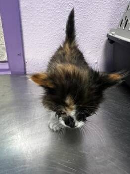 Domestic Long Hair Cats Available for Adoption - 60675082 | PetCurious