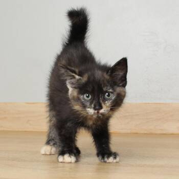 Major Tom C68926 -  Domestic Short Hair Cat for Adoption in Minnetonka, Minnesota - Major Tom C68926 | PetCurious