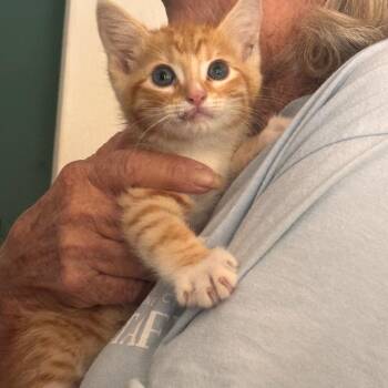 Garfield -  Domestic Short Hair Cat for Adoption in Starkville, Mississippi - Garfield | PetCurious