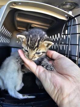 Rescue Domestic Short Hair Cats for Adoption in Dallas, Texas - CHARMER | PetCurious