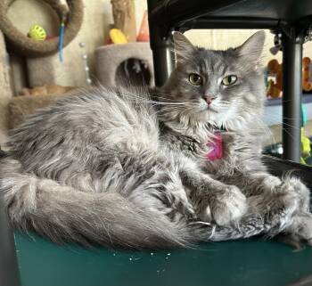 Morning Glory -  Domestic Long Hair Cat for Adoption in Peru, Illinois - Morning Glory | PetCurious