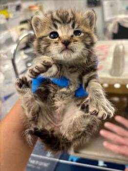 Domestic Short Hair Cats Available for Adoption in Woodland, California - *VIOLET | PetCurious