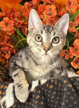 5/28/26 Tortilla -  Domestic Short Hair Cat for Adoption in Stillwater, Oklahoma - 5/28/26 Tortilla | PetCurious