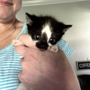 Grissini -  Domestic Short Hair Cat for Adoption in Huntsville, Alabama - Grissini | PetCurious