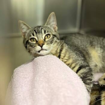 Strawberry -  Domestic Short Hair Cat for Adoption in Spokane, Washington - Strawberry | PetCurious
