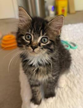 Posey26 -  Domestic Medium Hair Cat Available for Adoption in Youngsville, North Carolina - Posey26 | PetCurious