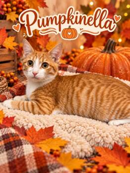 Pumpkinella -  Domestic Short Hair Cat for Adoption in Chattanooga, Tennessee - Pumpkinella | PetCurious