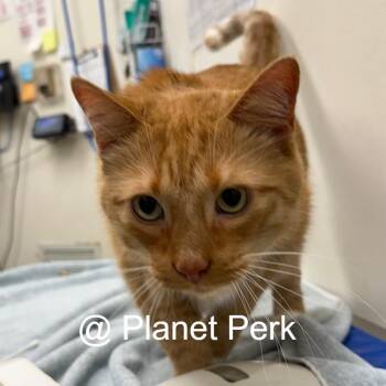 Socks -  Domestic Short Hair and Mixed Breed Cat for Adoption in Oshkosh, Wisconsin - Socks | PetCurious