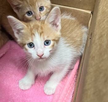 Rescue Tabby Cats for Adoption in Nacogdoches, Texas - Affirmed | PetCurious