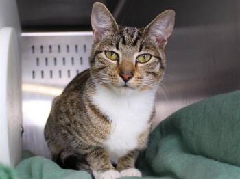 Rescue Domestic Short Hair Cats for Adoption in Tallahassee, Florida - KITTY | PetCurious