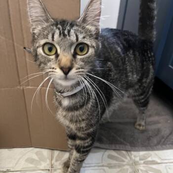 Domestic Short Hair Cats Available for Adoption in Hawthorne, California - Berry | PetCurious