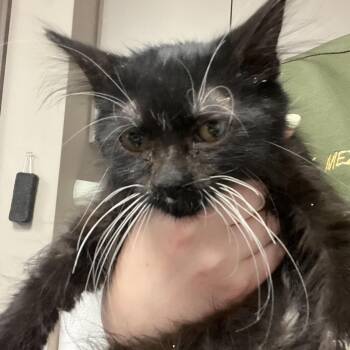Minnie -  Domestic Long Hair Cat for Adoption in Lake Jackson, Texas - Minnie | PetCurious