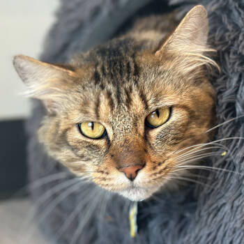 Rescue Domestic Medium Hair Cats for Adoption in Port Washington, New York - Berg | PetCurious