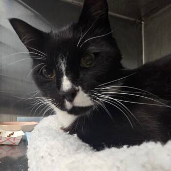 Domestic Short Hair Cats Available for Adoption in Bentonville, Arkansas - SJ | PetCurious