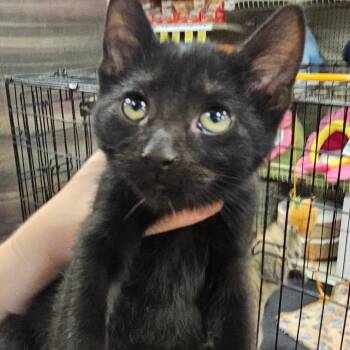 Inky -  Domestic Short Hair Cat for Adoption in Rochester, Minnesota - Inky | PetCurious