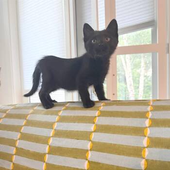 Domestic Medium Hair and American Shorthair Cats Available for Adoption in Houston, Texas - Asteroid Destroyer | PetCurious
