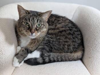 Domestic Short Hair Cats Available for Adoption in Adrian, Michigan - Annie | PetCurious