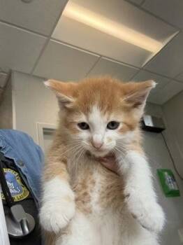 Boomer -  Domestic Short Hair Cat for Adoption in Lafayette, Indiana - Boomer | PetCurious