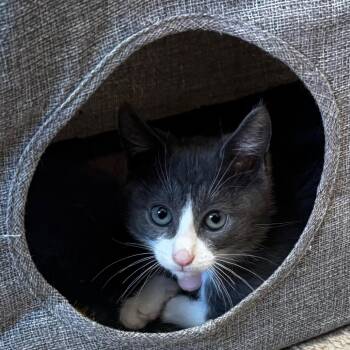 Pawdry Hepburn -  Domestic Short Hair Cat for Adoption in Pleasant Hill, California - Pawdry Hepburn | PetCurious