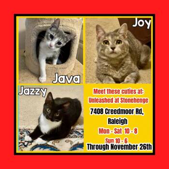 Rescue American Shorthair and Domestic Short Hair Cats for Adoption in Raleigh, North Carolina - Java Jazzy Joy $pecial | PetCurious