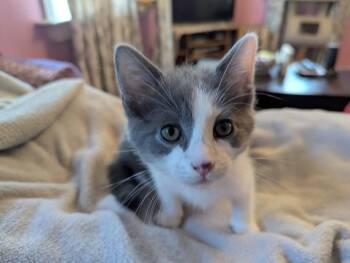 Rescue Domestic Short Hair Cats for Adoption in Parkville, Maryland - Retina | PetCurious