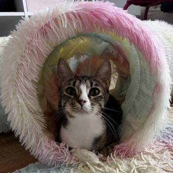 Meena -  Domestic Short Hair Cat for Adoption in Westminster, California - Meena | PetCurious