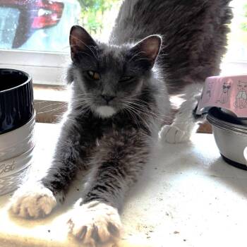 Neo McCracken (bonded to Trinity McCracken) -  Domestic Medium Hair Cat for Adoption in Merrifield, Virginia - Neo McCracken (bonded To Trinity McCracken) | PetCurious