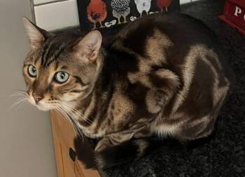 Felix -  Bengal Cat for Adoption in Hamilton, Michigan - Felix | PetCurious