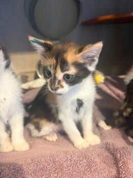 Noodle -  Domestic Short Hair Cat for Adoption - Noodle | PetCurious