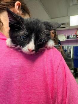 Benjamin -  Domestic Short Hair Cat for Adoption in Morgantown, Kentucky - Benjamin | PetCurious