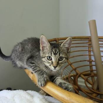 Brooke -  Domestic Short Hair Cat for Adoption in Rossville, Georgia - Brooke | PetCurious