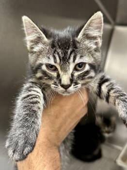 Polly -  Domestic Short Hair Cat Available for Adoption in Wichita, Kansas - Polly | PetCurious