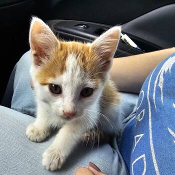 Bucket -  Domestic Short Hair Cat for Adoption in West Plains, Missouri - Bucket | PetCurious