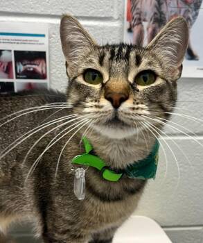 Magic -  Domestic Short Hair Cat for Adoption in Golden, Colorado - Magic | PetCurious