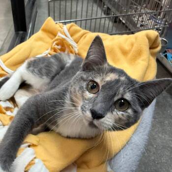 Arturo -  Domestic Short Hair Cat for Adoption in Brentwood, Missouri - Arturo | PetCurious