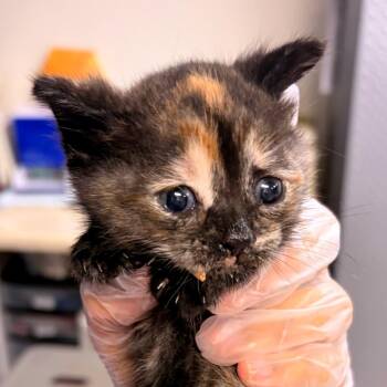Cutie -  Domestic Short Hair Cat for Adoption in Newark, New Jersey - Cutie | PetCurious