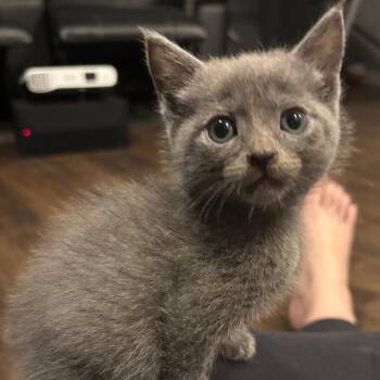 Domestic Short Hair Cats Available for Adoption - Mirele | PetCurious
