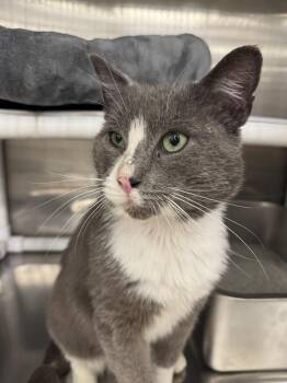 Domestic Short Hair Cats Available for Adoption in Franklin Township, New Jersey - Rocky | PetCurious
