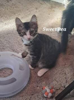 Domestic Medium Hair Cats Available for Adoption in Vancouver, Washington - Sweet Pea | PetCurious