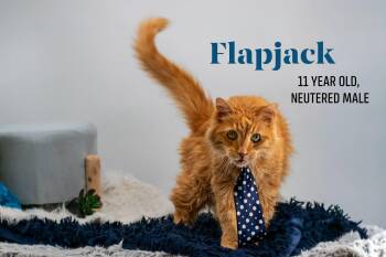 Flapjack -  Domestic Medium Hair Cat Available for Adoption in Sevierville, Tennessee - Flapjack | PetCurious