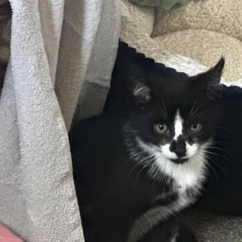 Max 5 -  Domestic Short Hair Cat for Adoption - Max 5 | PetCurious