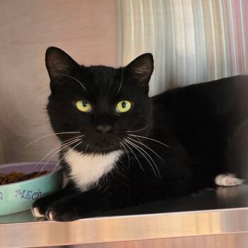 Rescue Domestic Short Hair Cats for Adoption in Madisonville, Tennessee - Toqua | PetCurious