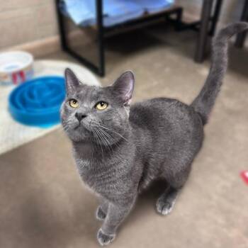 Midnight -  Domestic Short Hair Cat for Adoption in Davenport, Iowa - Midnight | PetCurious