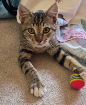 Charvis -  Domestic Short Hair Cat for Adoption in Novato, California - Charvis | PetCurious